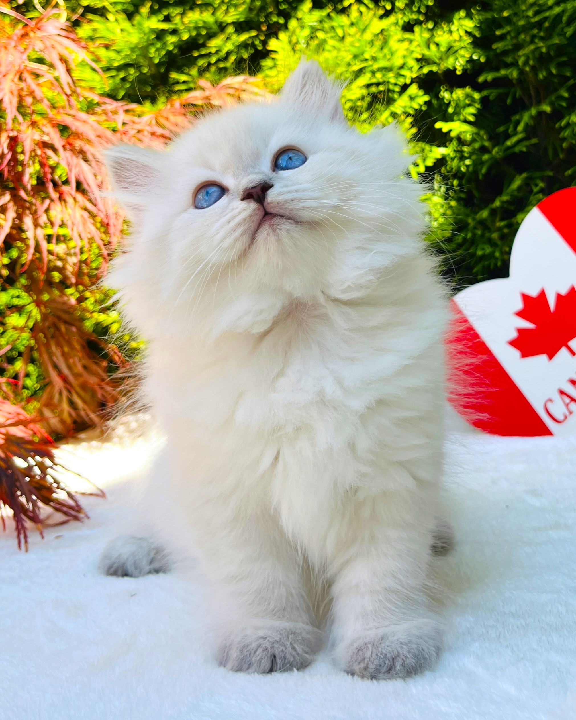 Siberian kitten resting